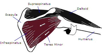 rotator cuff muscles